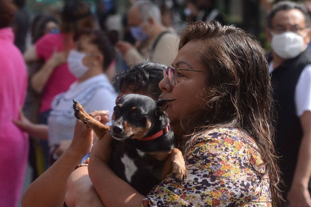 La Cenapred y Sedema emitieron una lista de objetos para tener lista tu mochila de emergencia para mascotas en caso de desastres naturales