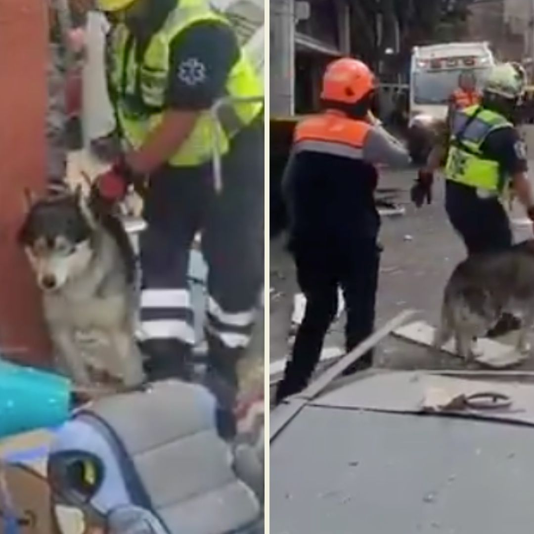 Video: Perrito Sobrevive a Fuerte Explosión por Gas en Casa de Álvaro Obregón, CDMX