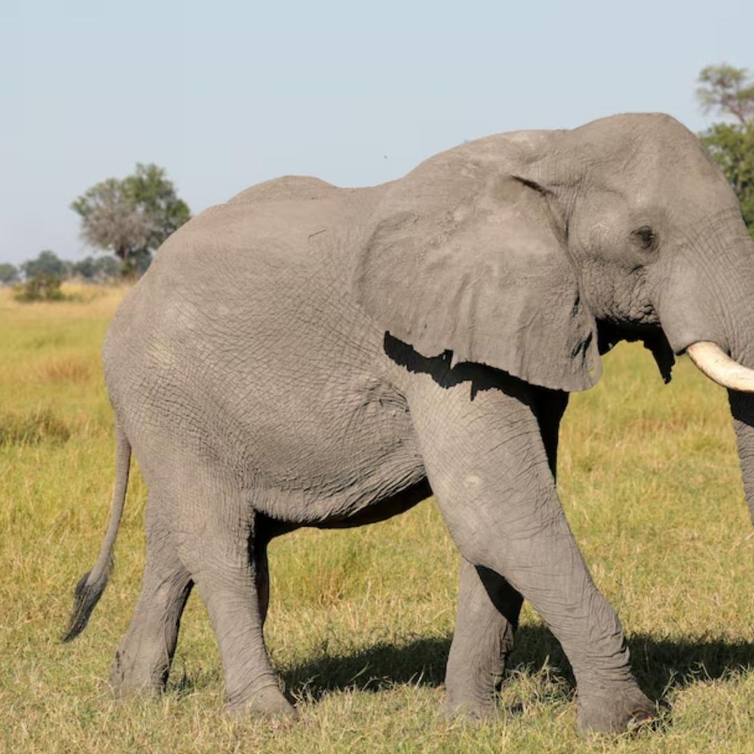 Elefante en Celo Mata a Turista que Hacia Ejercicio en un Campamento: Esto se Sabe