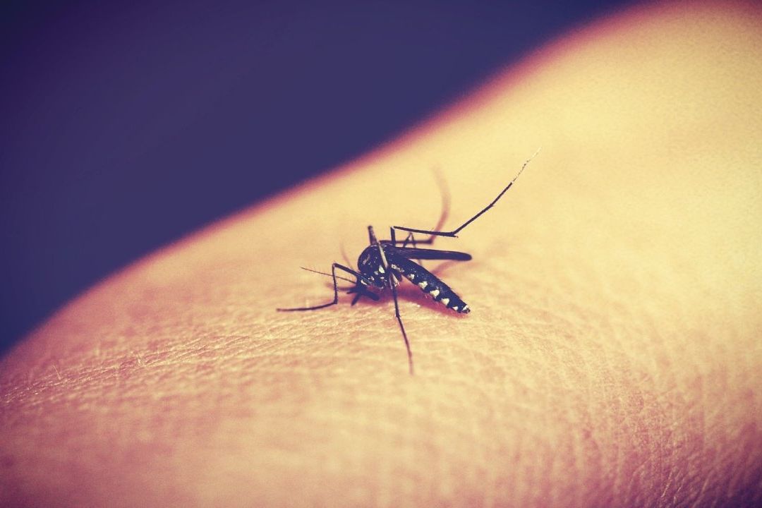 Los casos de Dengue en México van en aumento en agosto 2023