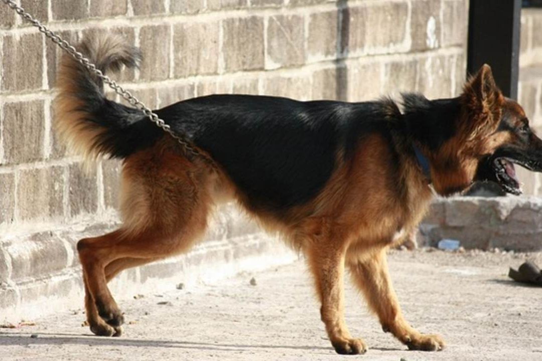 Violentadores maltratan a mujeres y a animales