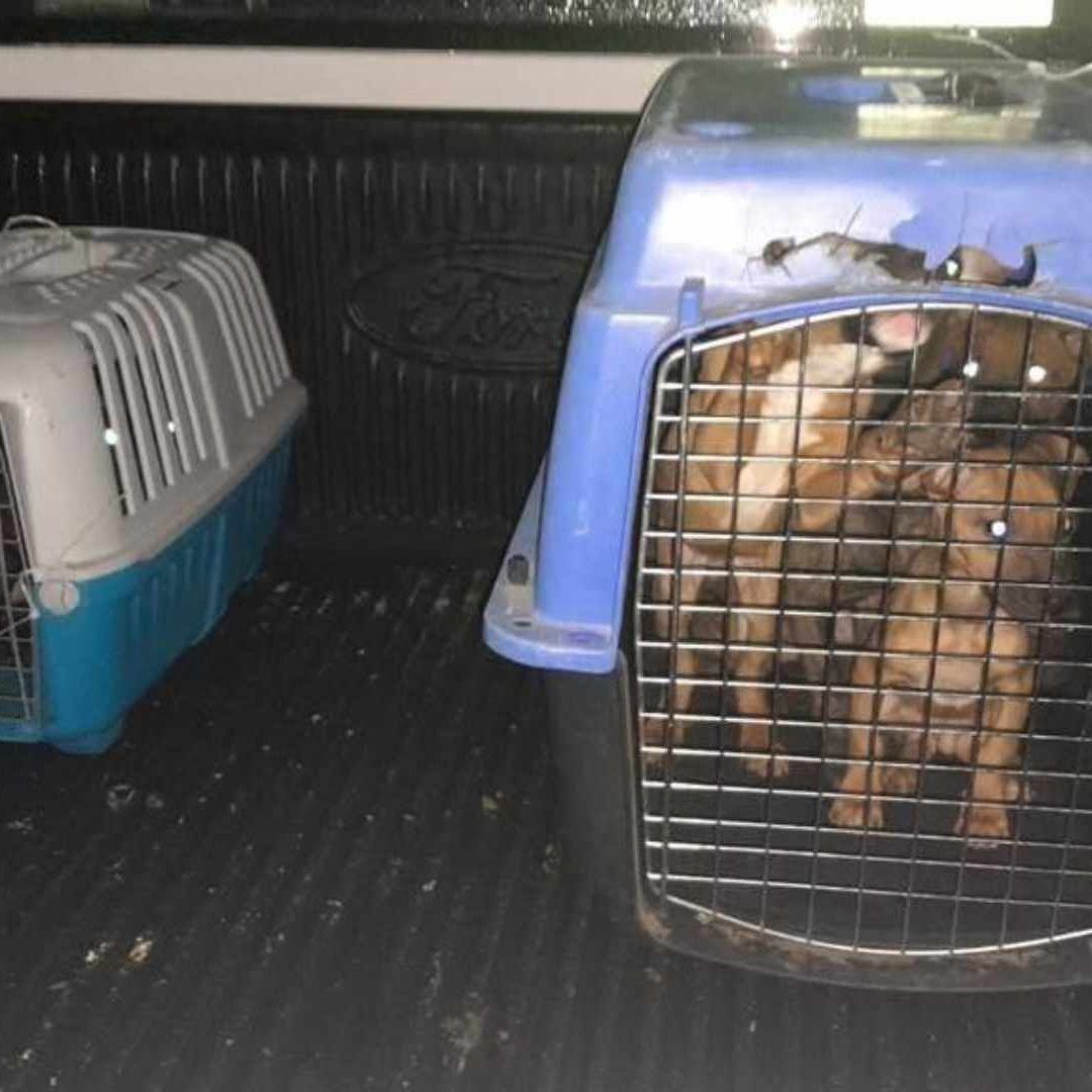 Criadero Clandestino de Pitbulls en Monterrey