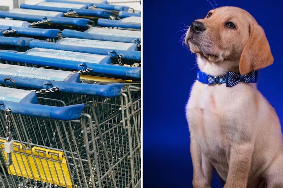 Walmart colocará carritos para llevar mascotas