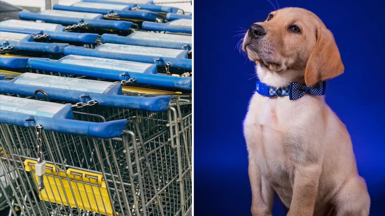 Walmart colocará carritos para llevar mascotas