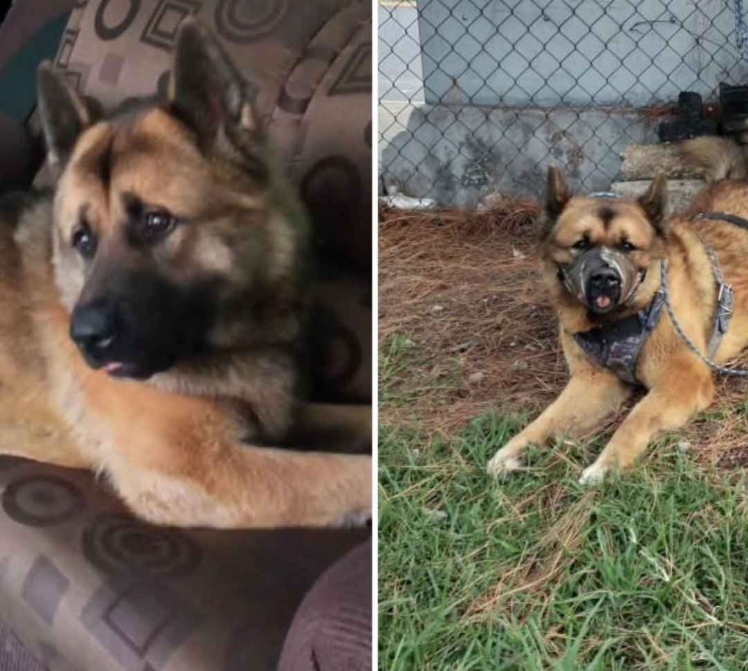 Kuko: Matan a Golpes a Perrito Guía en Nicolás Romero, Edomex