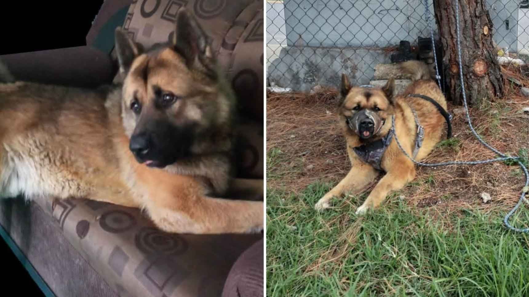 Kuko: Matan a Golpes a Perrito Guía en Nicolás Romero, Edomex