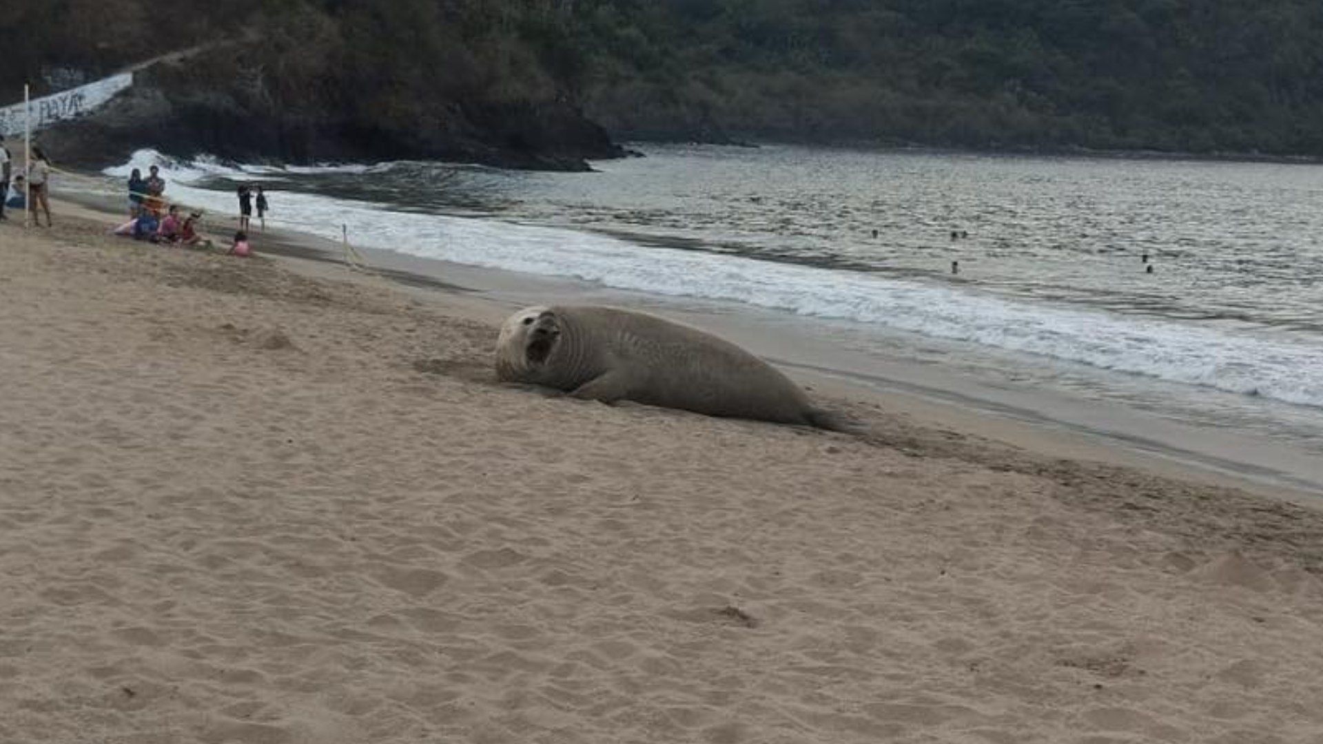 Tras 4 Días de Descanso, el Elefante Marino 'Panchito' se Fue de Playa Los Ayala, en Nayarit