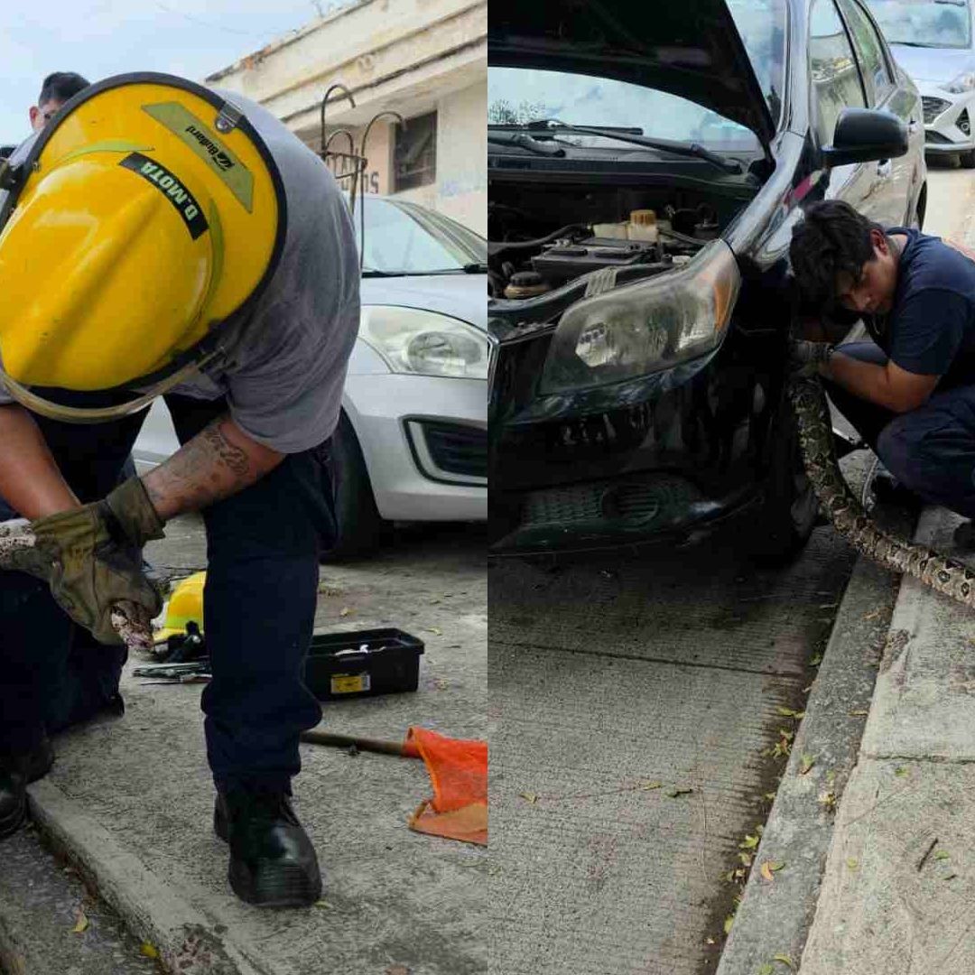 Capturan Serpiente de Gran Tamaño Dentro de Vehículo en Colonia Ignacio Zaragoza Veracruz