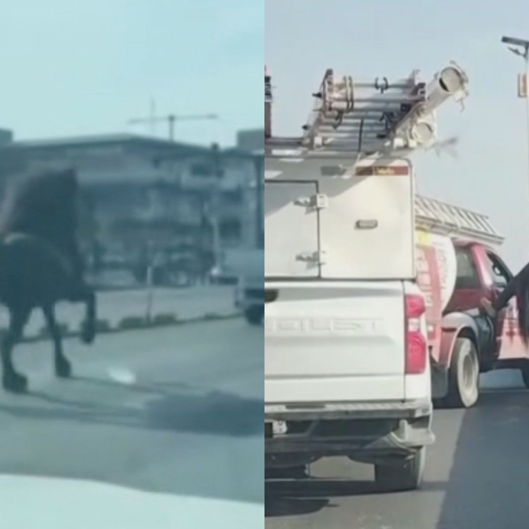 Caballo cabalgando por avenida Lincoln en Monterrey