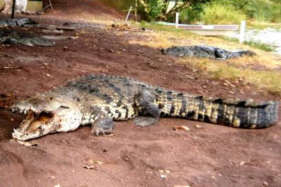 Vecinos y autoridades de Colima buscan y protegen a un cocodrilo que ha sido visto en el cauce del Arroyo Pereyra en esta entidad