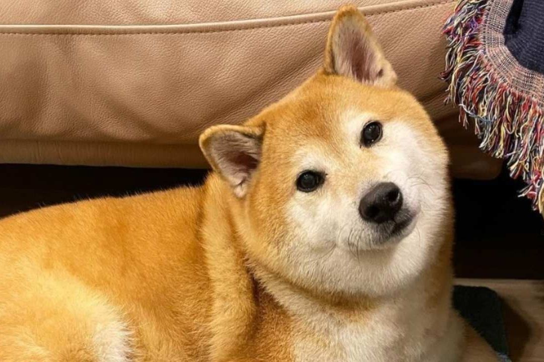 ¡Adiós Cheems!, Muere Famoso Perrito de Memes
