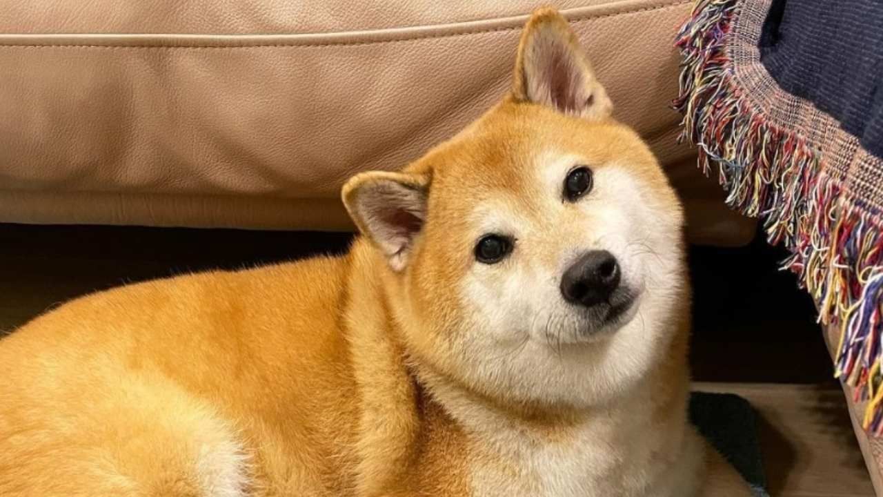 ¡Adiós Cheems!, Muere Famoso Perrito de Memes