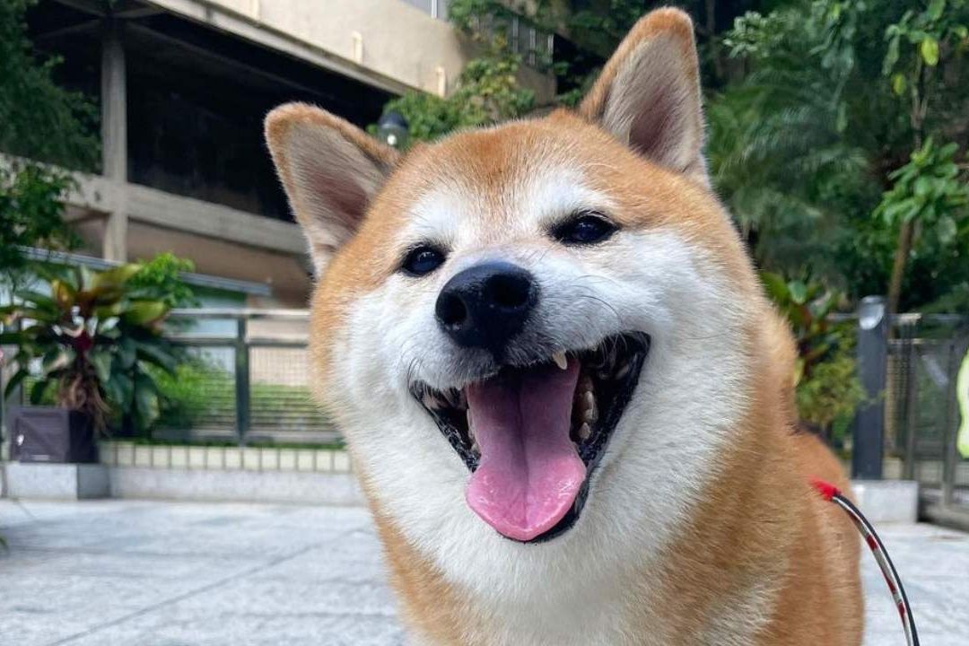 Balltze, el perrito conocido en internet como Cheems, murió de una cirugia de toracentesis, te decimos qué es