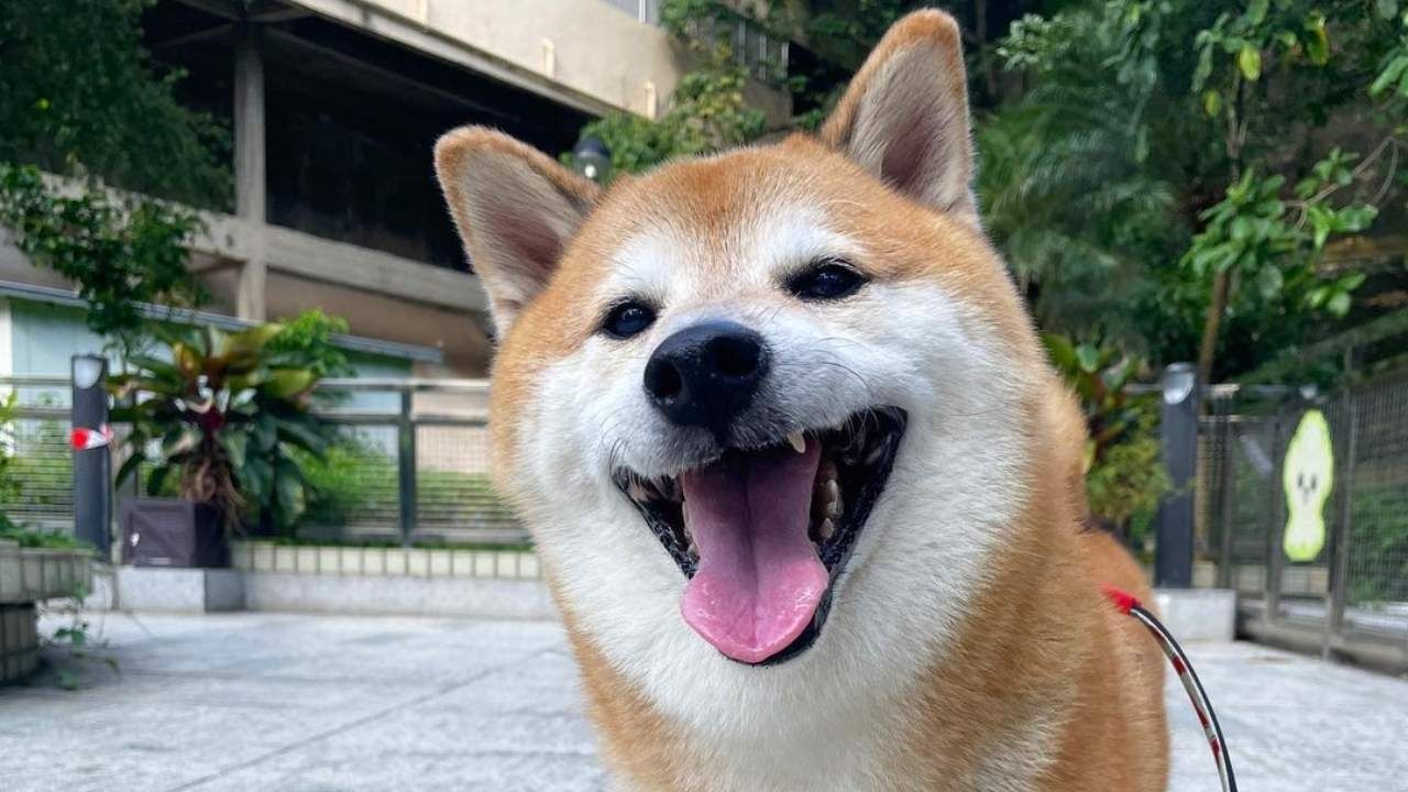 Balltze, el perrito conocido en internet como Cheems, murió de una cirugia de toracentesis, te decimos qué es