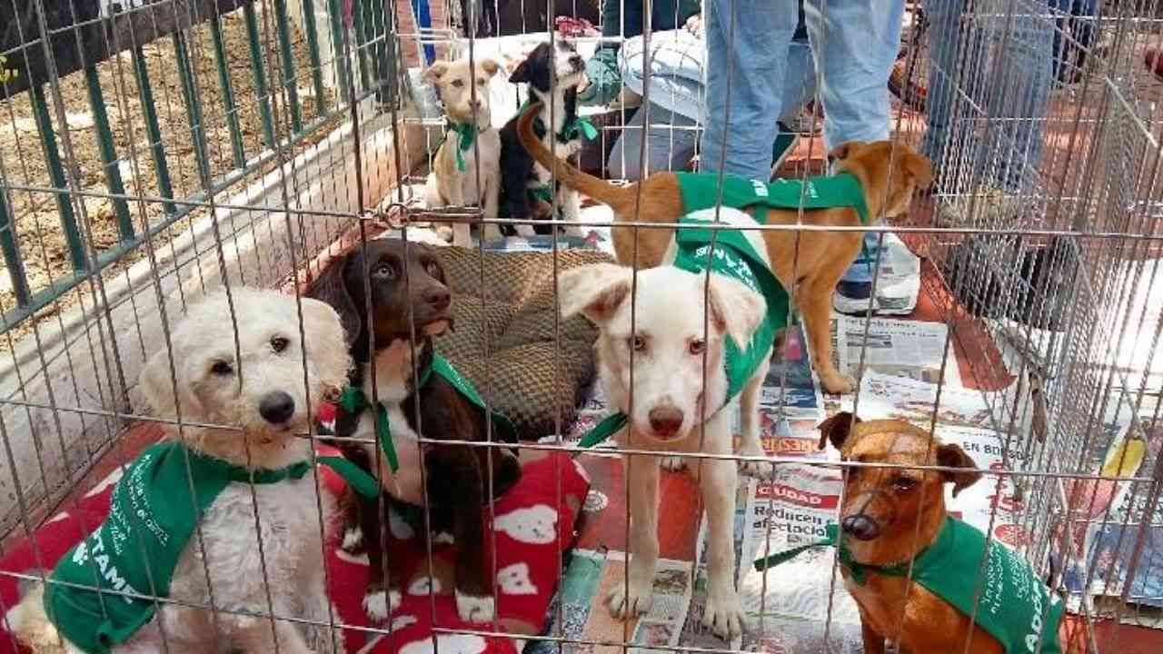 Aumentó el número de asociaciones que dicen poner en adopción a animales de compañía