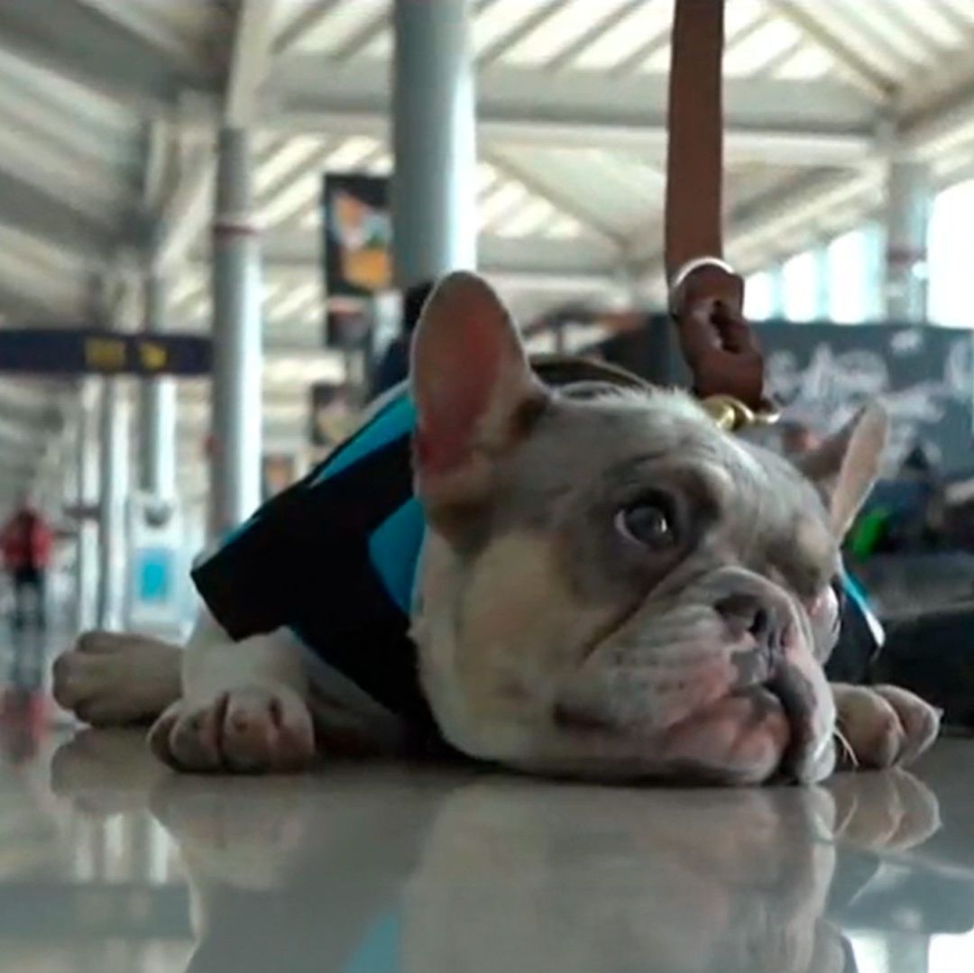 Perros de apoyo emocional acompañan a pasajeros en el AIFA