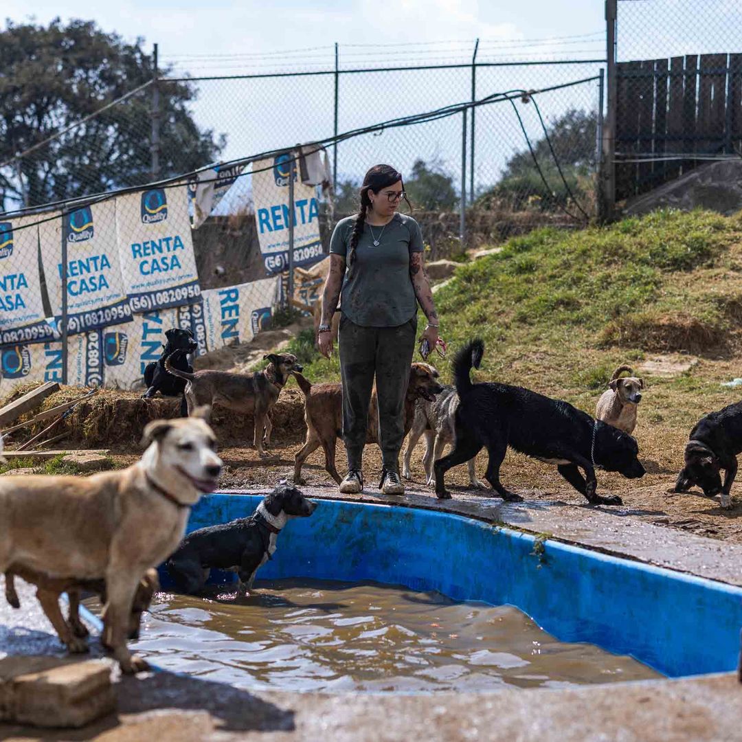 Adopta Mx alberga a más de 300 perros