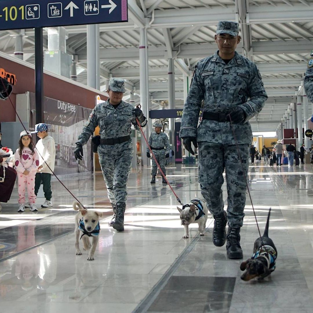 ¿Un Perrito para el Estrés? Escuadrón Canino Ayuda a Pasajeros del AIFA a Superar la Ansiedad