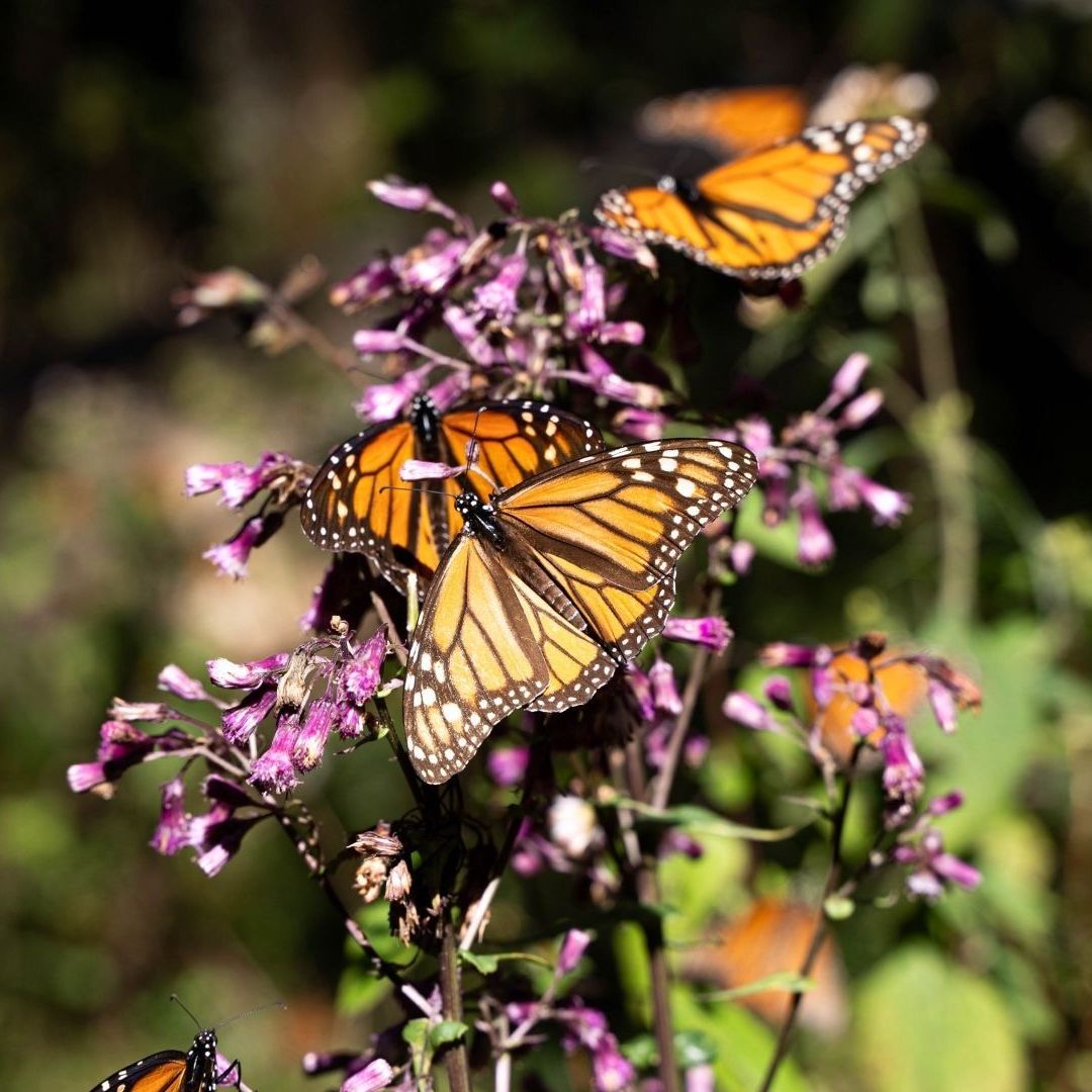 La mariposa monarca, en sus números más bajos desde 1997