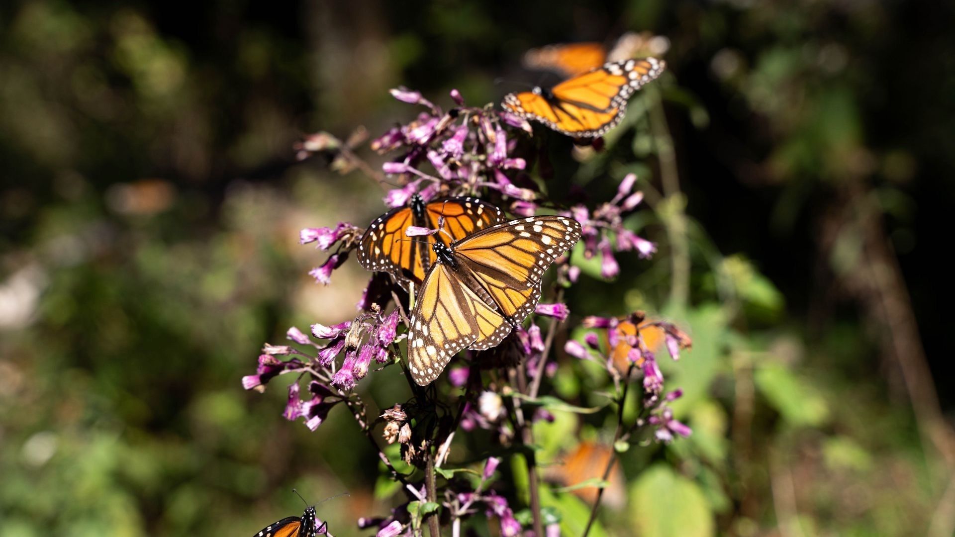 La mariposa monarca, en sus números más bajos desde 1997