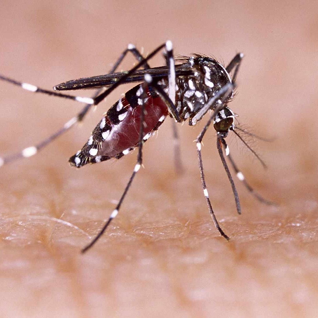Dengue: Cuáles son los Síntomas y Tratamiento de la Enfermedad