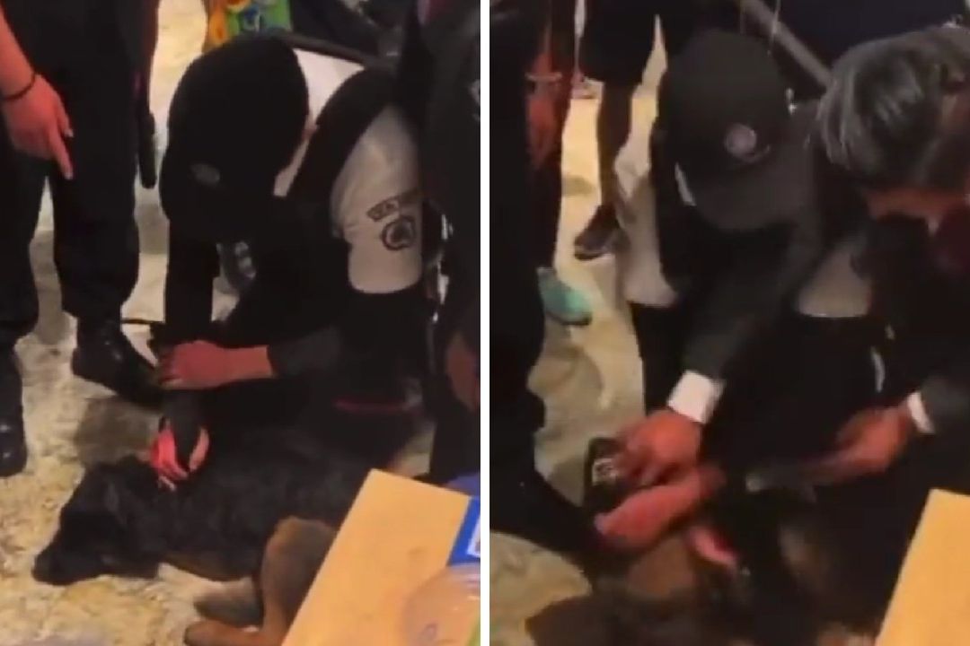 Denuncian Caso de Maltrato Animal en Plaza Satélite