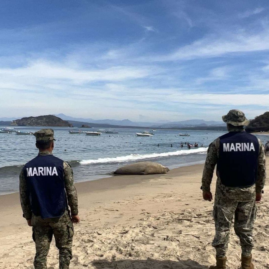 Elefante marino en playa de Nayarit