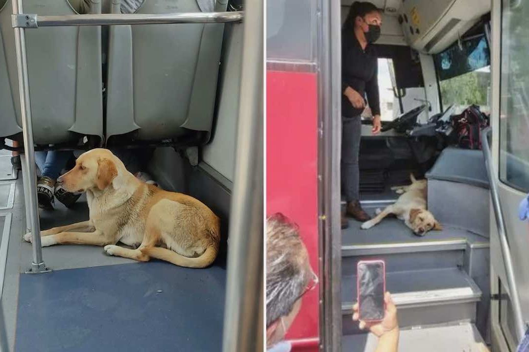 Rescatan a perrito en el metrobús en Tláhuac