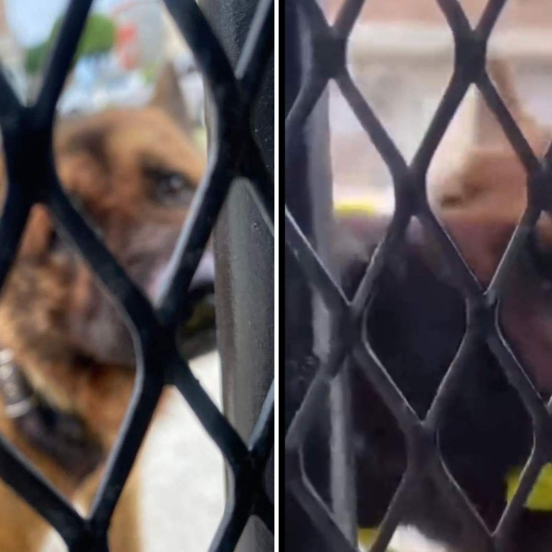 Detienen a dos por muerte de Kuko, perrito atado y asesinado en Edomex