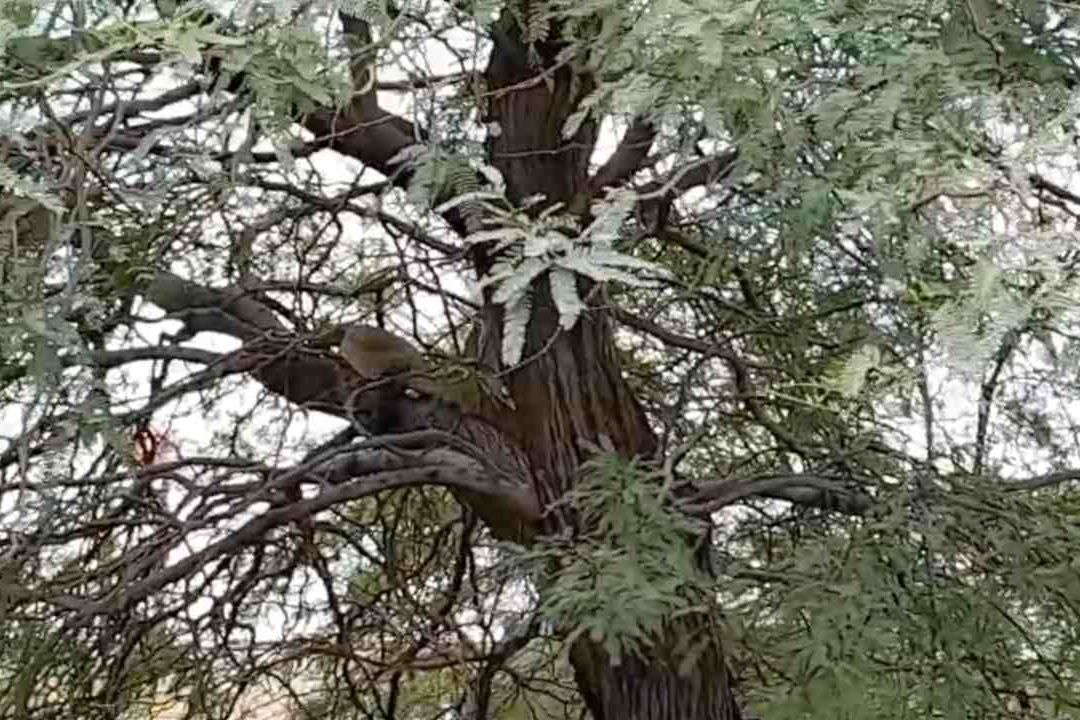 Buscan a peligroso lagarto en Mexicali, Baja California