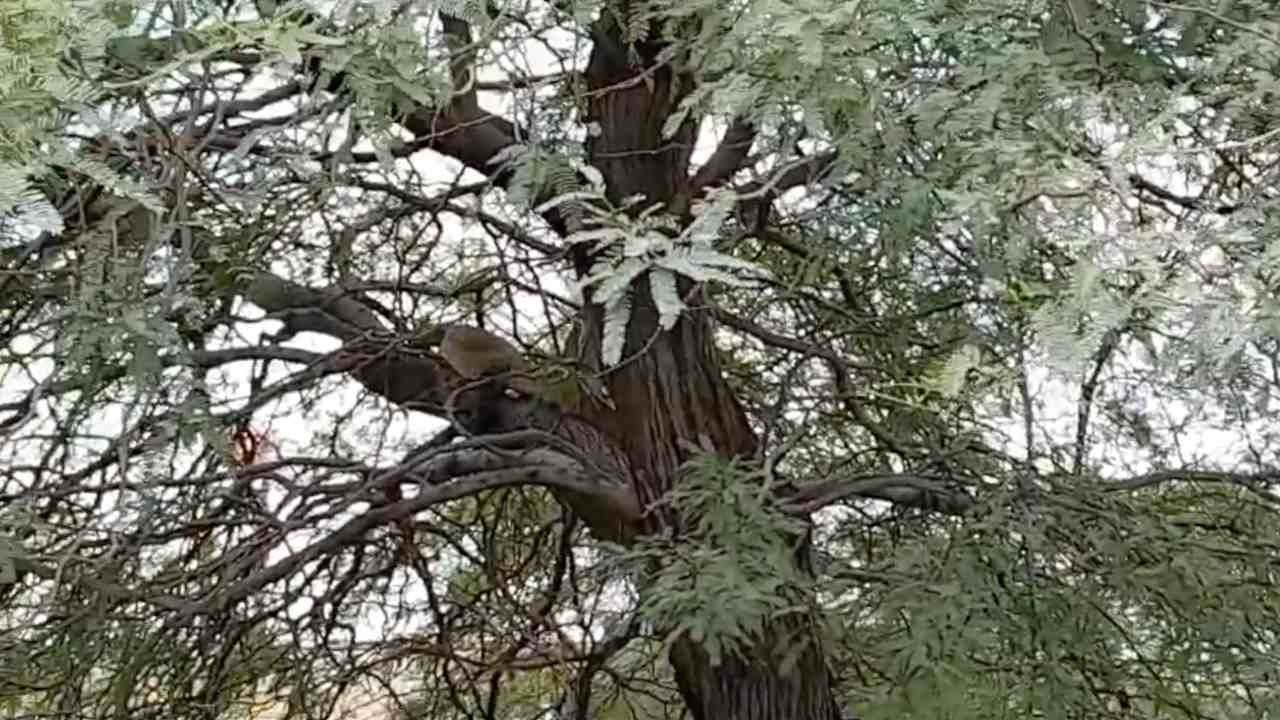 Buscan a peligroso lagarto en Mexicali, Baja California