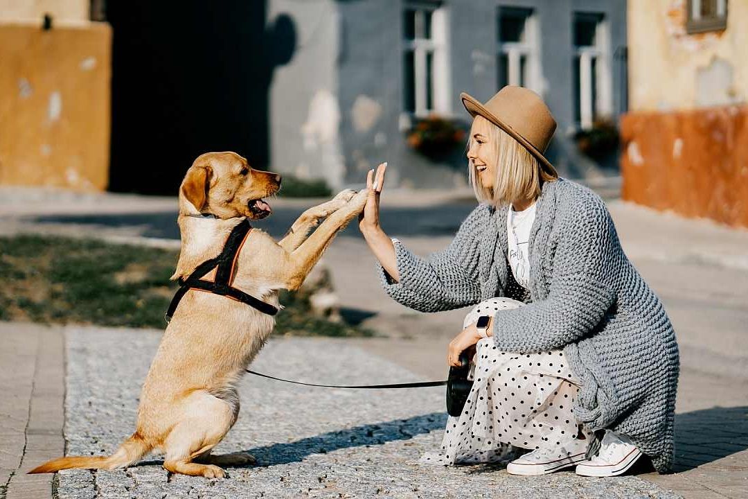 Estudio revela que el cerebro de un perro sintoniza mejor cuando le hablan mujeres