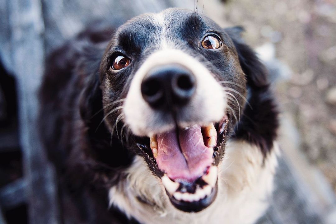 La CDMX tiene disponible el trámite de la RUAC para mascotas, te decimos cómo puedes generar su propia identificación tipo CURP