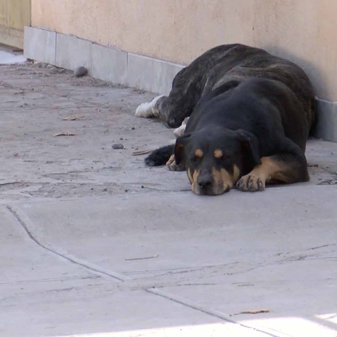 Perrita Sufre Herida Grave en el Cráneo al Ser Acuchillada al Oriente de Torreón
