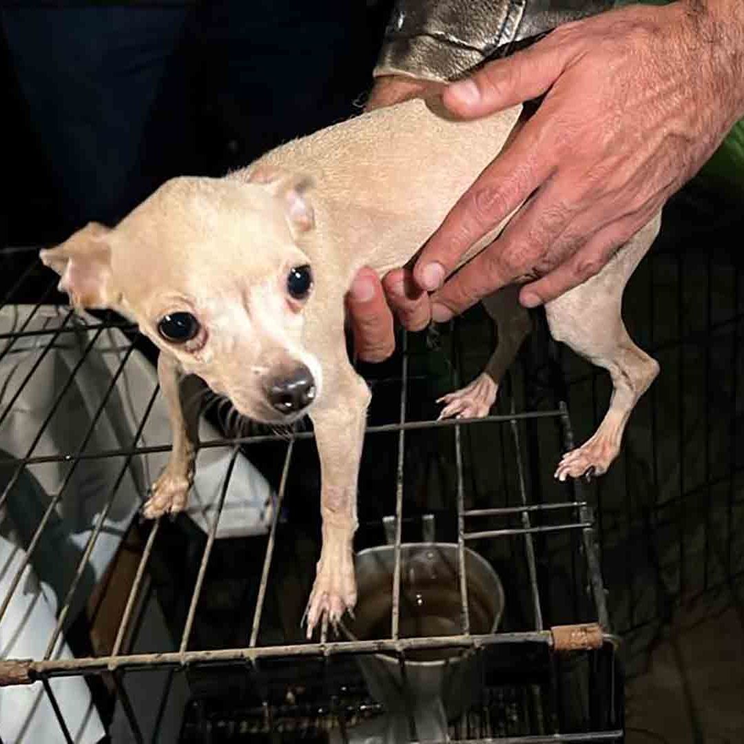 Rescate de perros en Ecatepec, Edomex