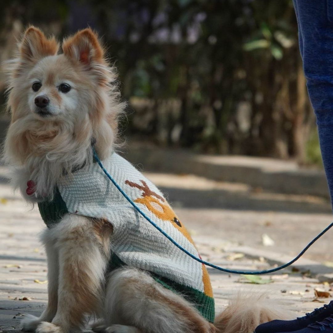 Delincuentes Se Aprovechan de Personas Que Pierden a sus Mascotas