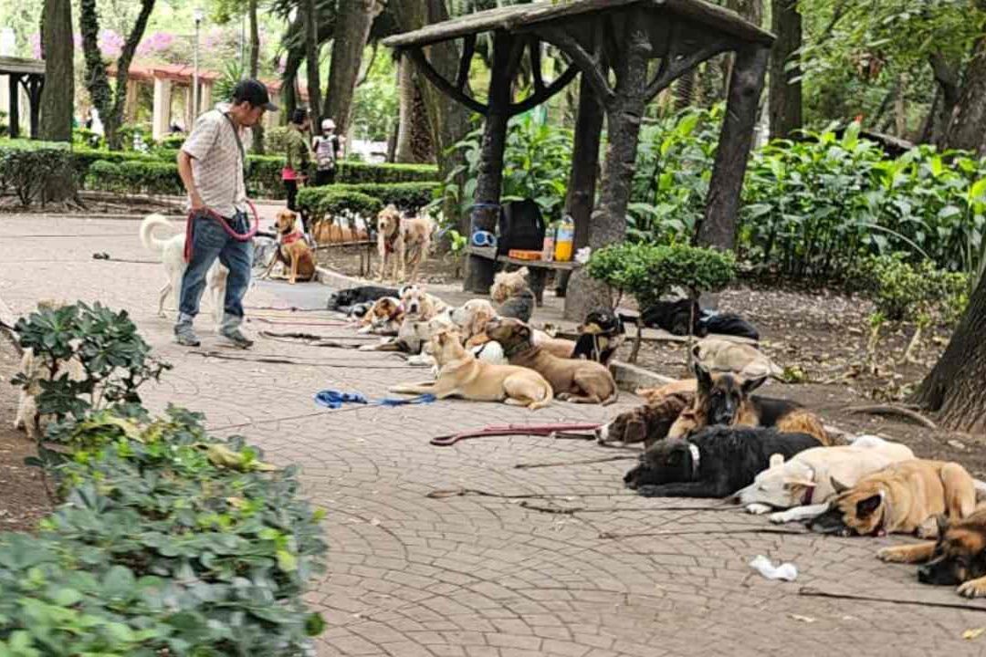 ¿Drogan Perros en la Colonia Condesa? Esto se Sabe Hasta el Momento