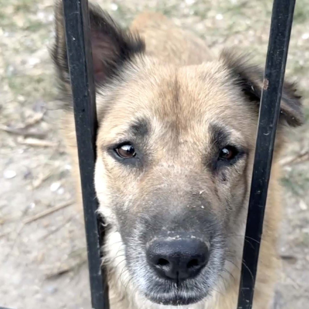 Denuncian que Perros Abandonados Realizaban Canibalismo Entre Ellos en Matamoros
