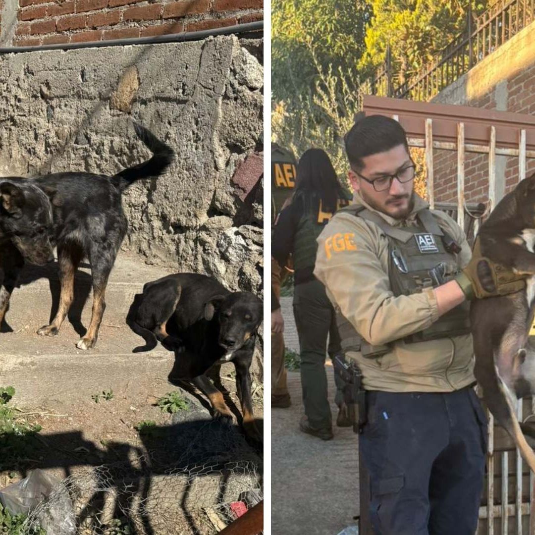 Rescatan a Tres Perros en Condiciones Extremas de Abandono tras Cateo en Predio de Tecate
