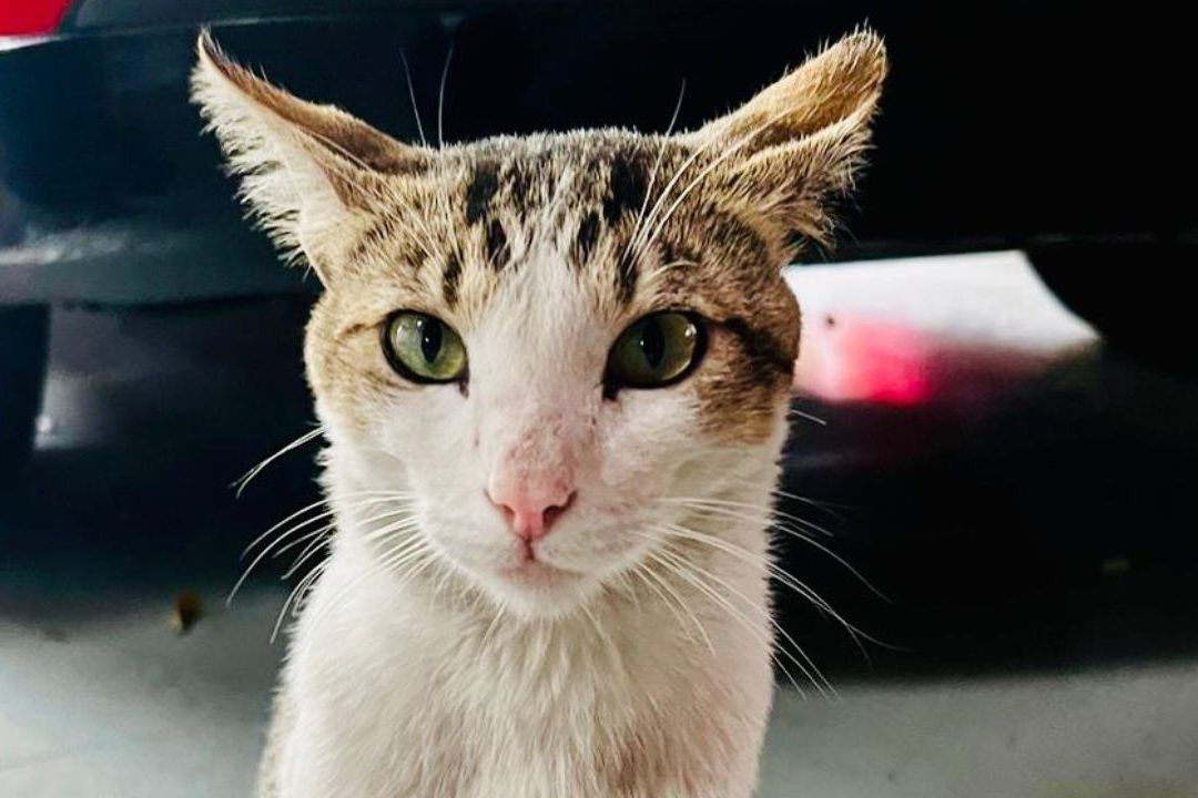 Muere Wicho, el Primer Gato Bombero de la CDMX