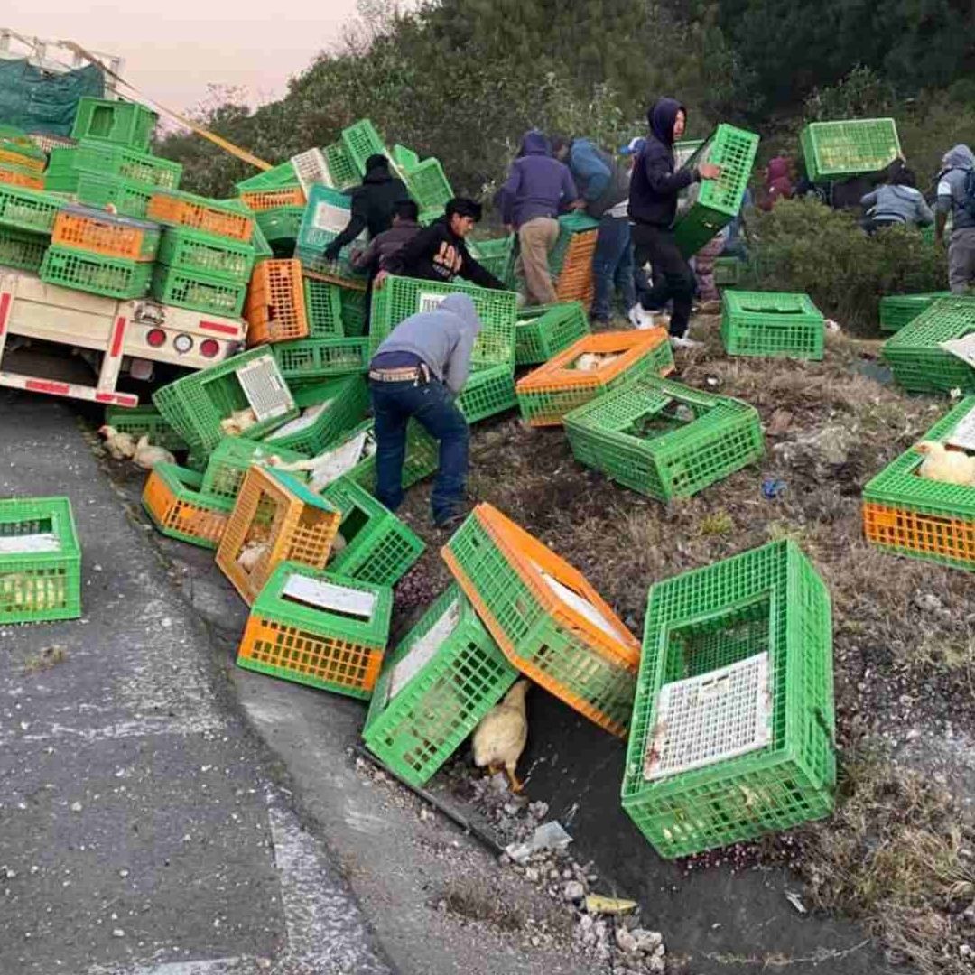Tráiler Cargado con Pollos Vivos Vuelca en Autopista Xalapa Perote de El Fresno Tlacolulan Veracruz Personas Robaron la Mercancía