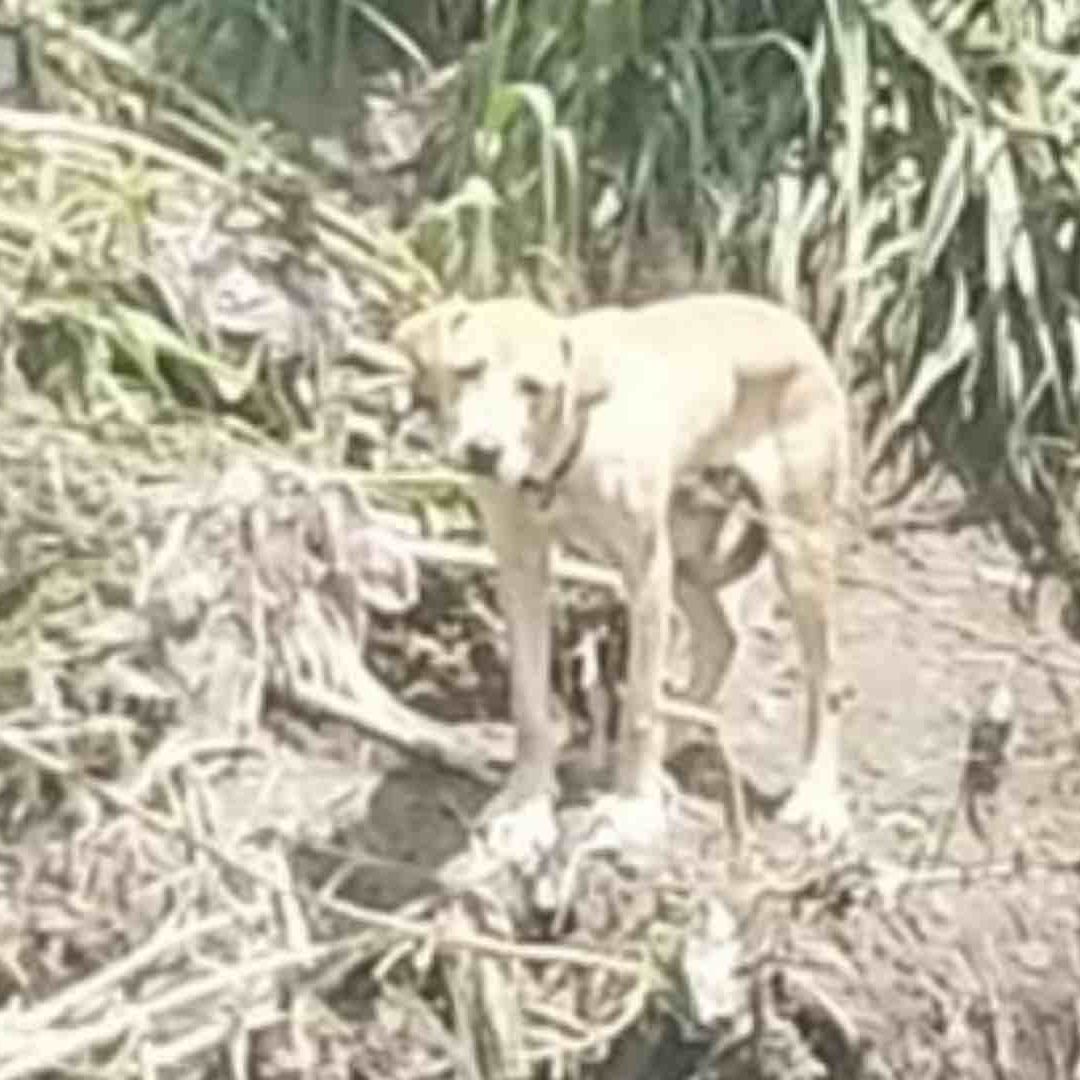 Los rescatistas salvaron al perro luego de retirar montones de carrizo en inmediaciones del Río Atoyac