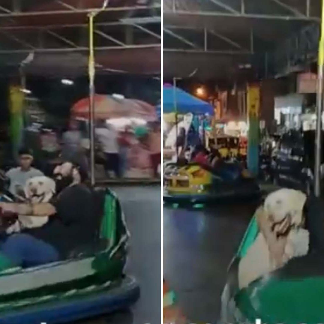 Joven Sube con Su Perro a Carros Chocones: Video