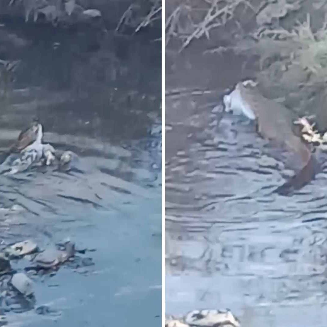 Lagarto buscado en Mexicali es visto detrás de plaza comercial