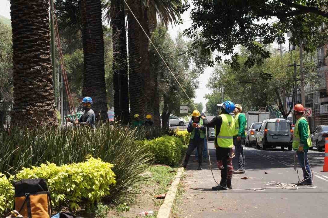 Las palmeras de la colonia Narvarte en CDMX han sido afectadas por el picudo rojo; una plaga mundial