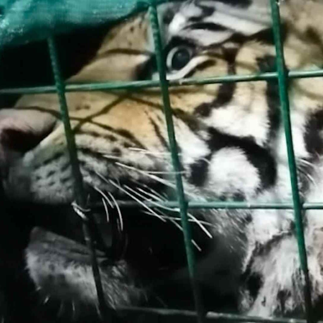 Tigre de Bengala Caminaba en Libertad por Las Calles de Tlaquepaque
