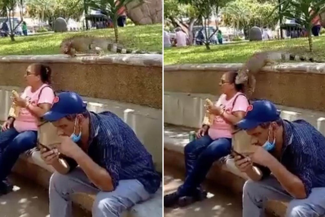Iguana roba comida a mujer en Michoacán