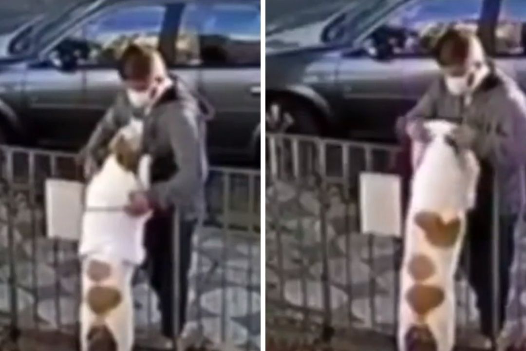 Ni los Perros se Salvan de la Delincuencia en México