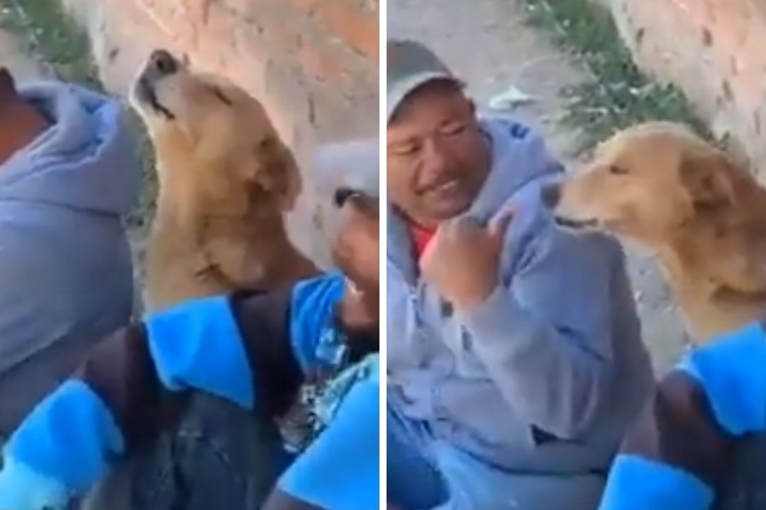 Perrito Lamenta la Separación de Los Temerarios