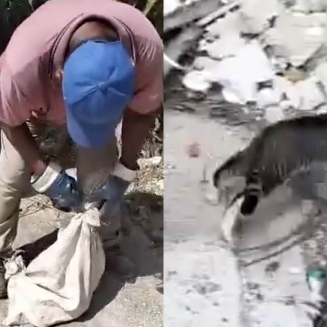 Gato es Rescatado por Trabajador de Limpia Pública de Morir Entre la Basura en Colonia La Sabana Las Choapas Veracruz